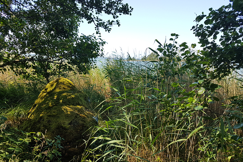 Strandvegetation. Tätt buskage vid vattnet. Foto: Vänerns vattenvårdsförbund.