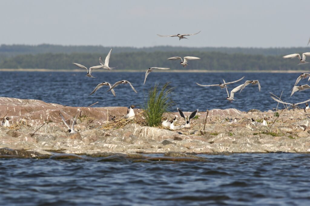 Fågelskär. Foto: Erik Landgren.