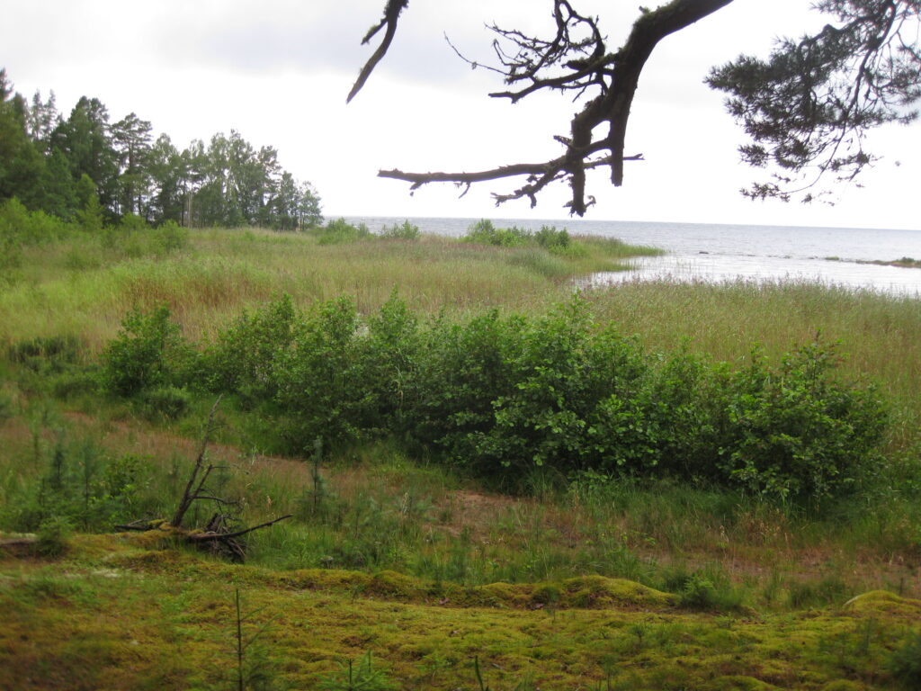 igenvuxen sandstrand