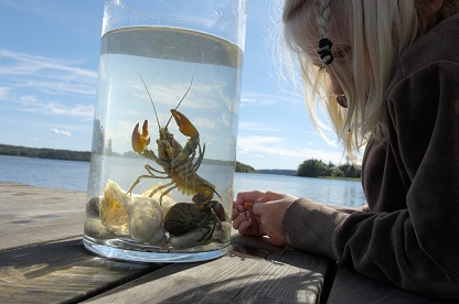 Flicka tittar på signalkräfta i glasburk. Foto: Kenneth Bengtsson.