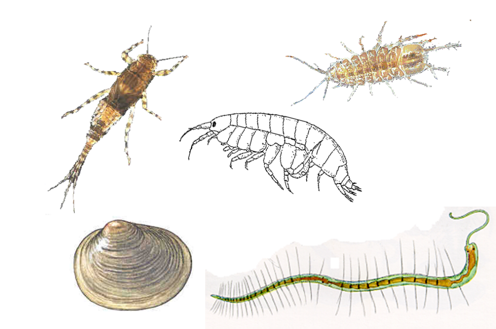 Bottendjur. Ephemerella, vitmärla, ärtmussla, sötvattensgråsugga, fåbortsmask.