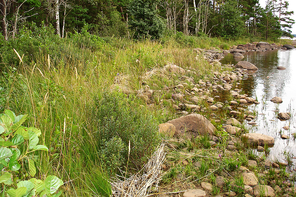 Igenväxt strand. Foto: Vänerns vattenvårdsförbund.