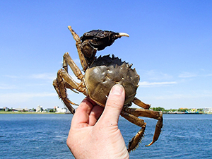 Kinesisk ullhandskrabba. Foto: Peter van der Sluijs CC BY-SA 4.0