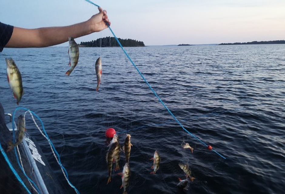 Hand håller i fiskenät med fiskar i. Foto: Vänerns vattenvårdsförbund.